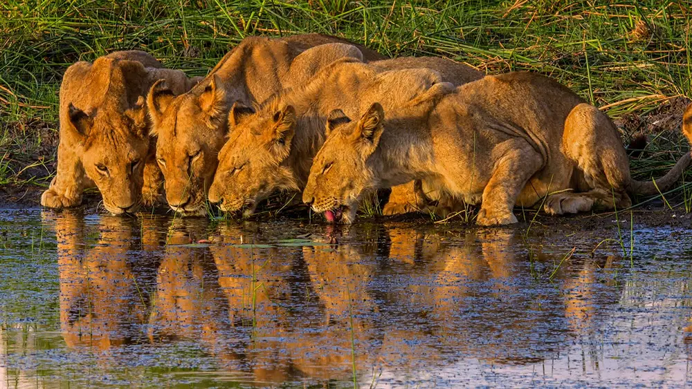 Gros plan sur quatre lionnes côte à côte en train de s'abreuver