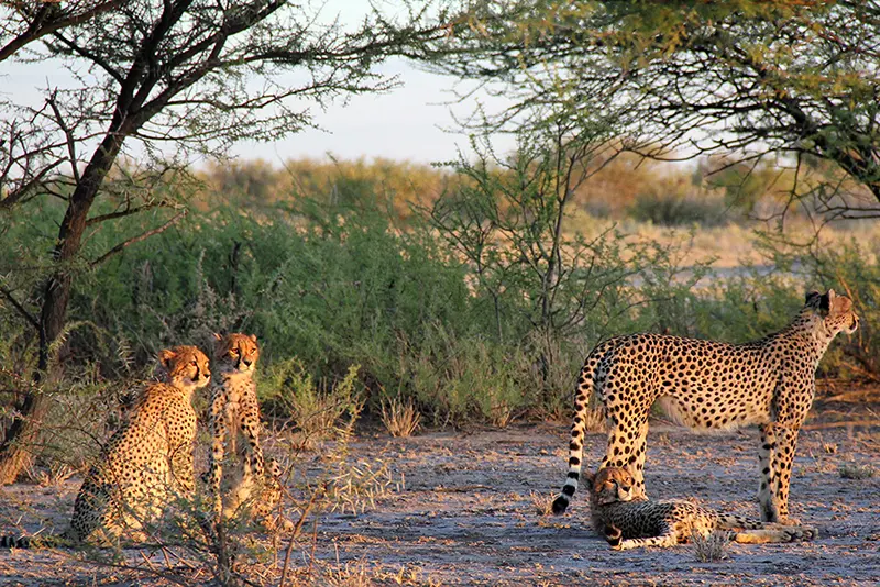 En brousse, quatre guépards se détendent tout en regardant dans la même direction