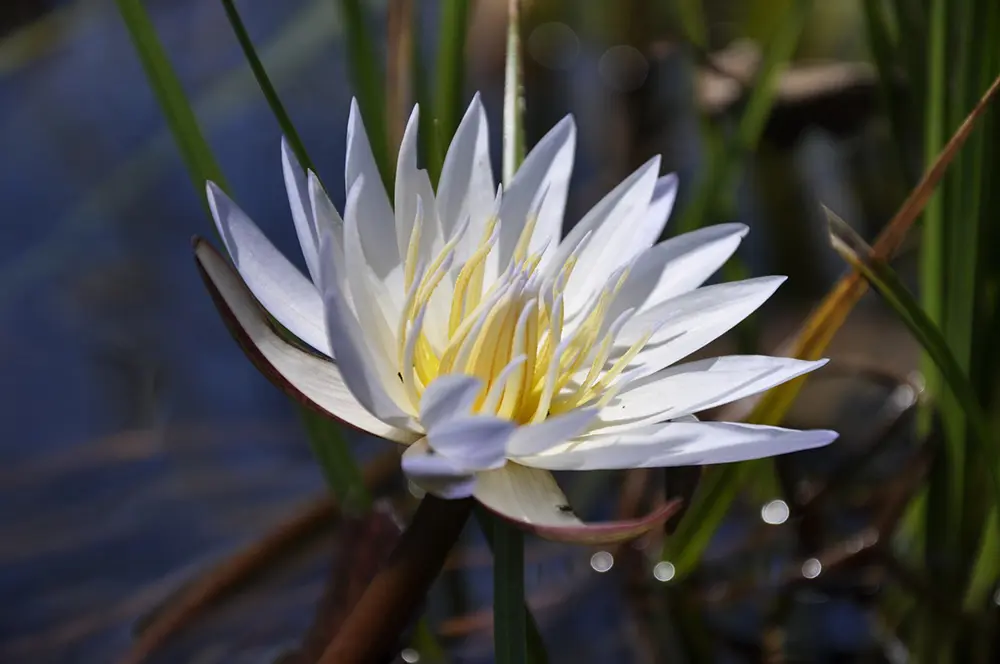 Gros plan sur la fleur banche et jaune des nénuphars de l'Okavango