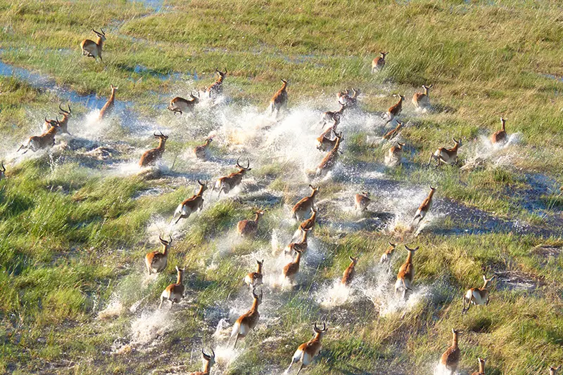 Un troupeau d'impalas court dans les plaine gorgée d'eau de l'Okavango