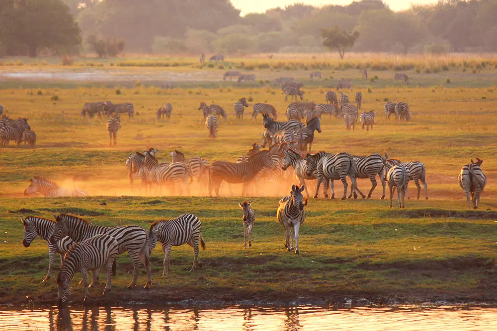 Un troupeau de zèbres broute dans la savane herbeuse aux couleurs orangées