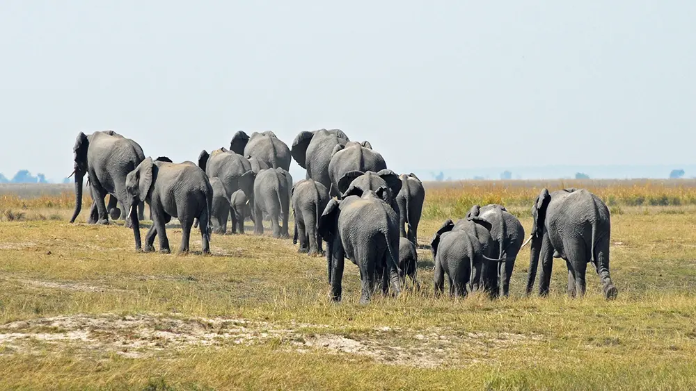 De dos, une grande famille d'éléphants s'en va, évoluant en brousse