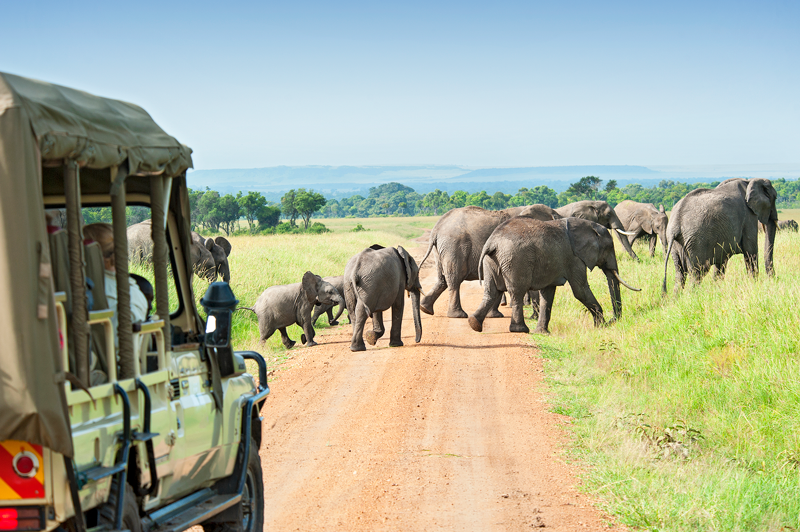 4x4 évoluant sur une piste dans le bush, des éléphants traverse devant