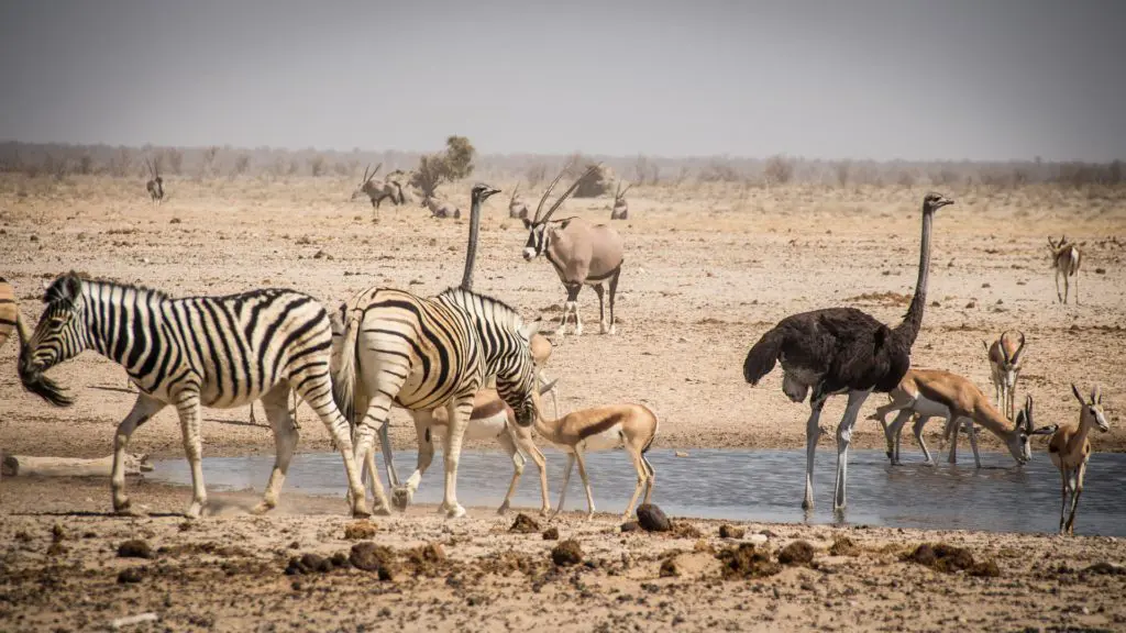 Les animaux s'abreuvent à un point d'eau du pan asséché d'Etosha