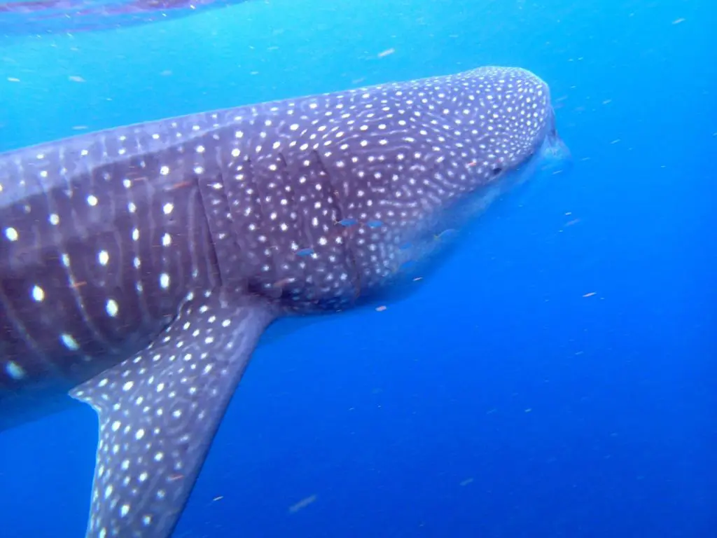 Gros plan sur le profil d'un requin-baleine