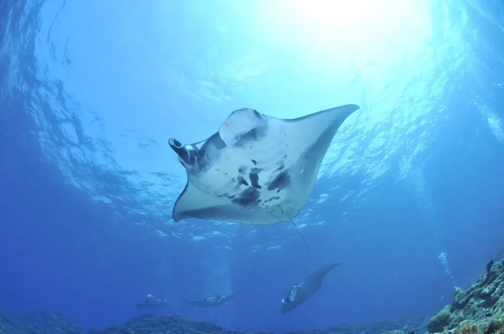 Vue de dessous, une raie manta remonte vers la surface de l'eau