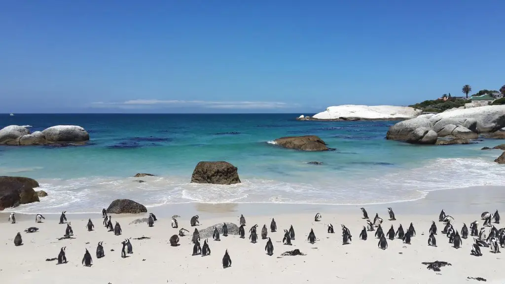 Une colonie de manchots sur la plage paradisiaque de boulders beach