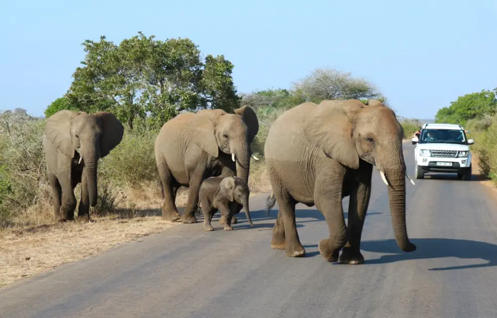 En safari, une voiture laisse traverser un troupeau d'éléphants