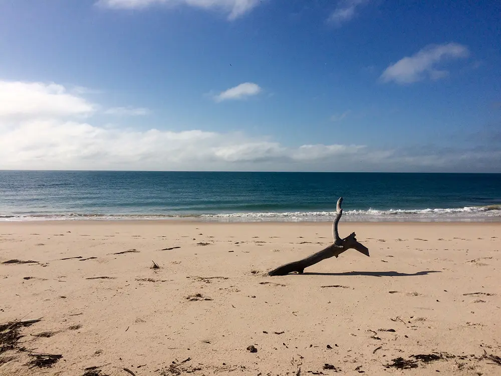 Une branche sèche plantée dans le sable d'une plage de Benguerra