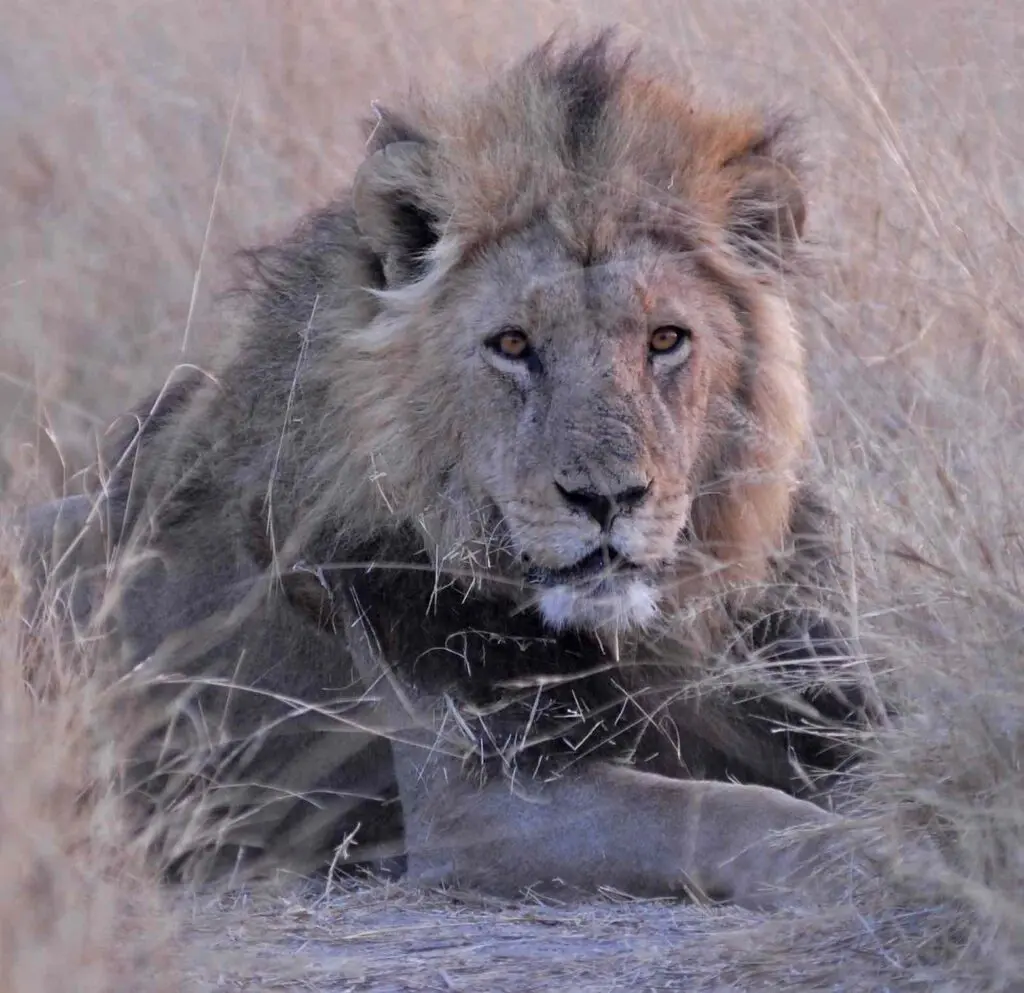 Allongé et vue de face, un lion du Kalahari avec sa crinière noire
