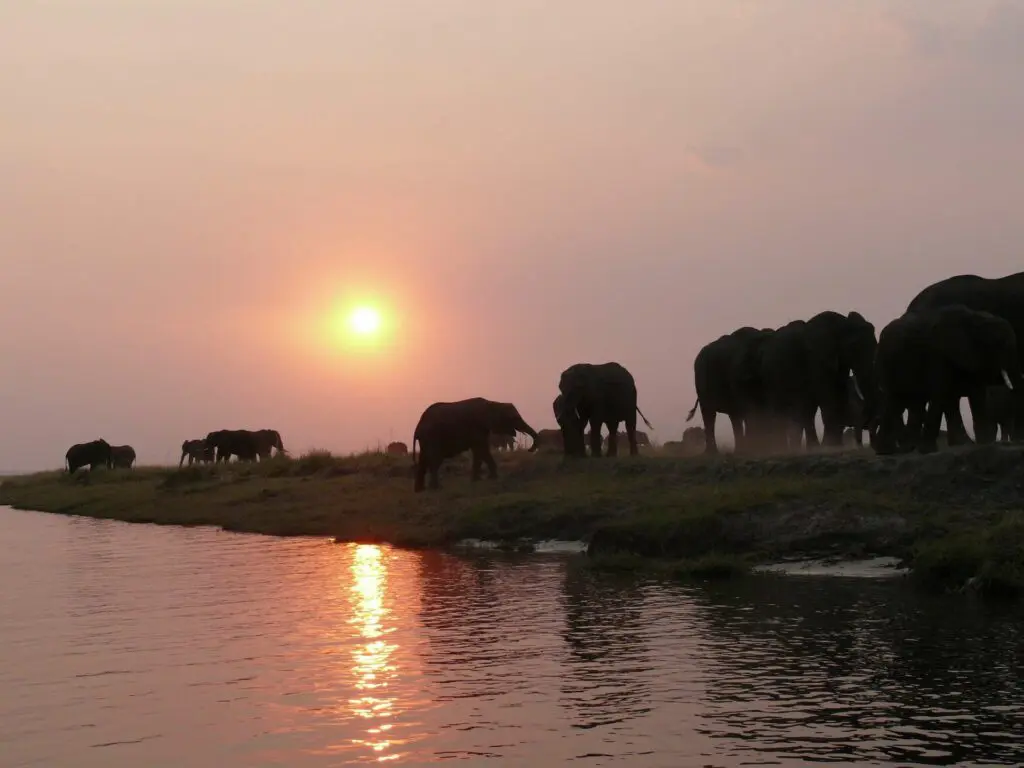 Un troupeau d'éléphants en bord de rivière au coucher du soleil