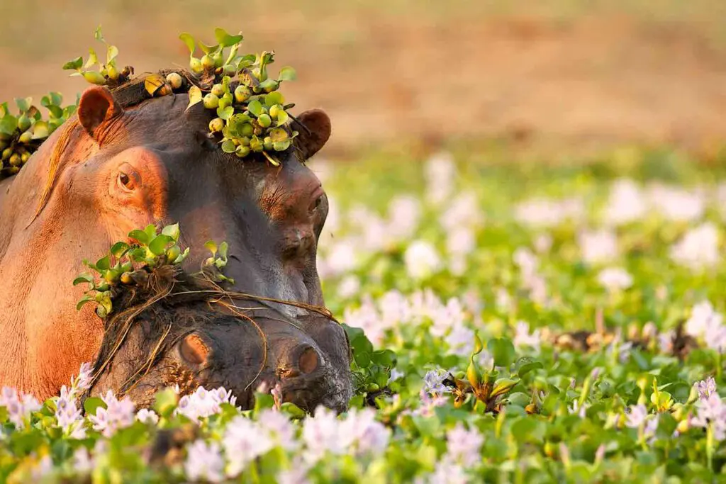 Tête émergé d'un hippopotame recouvert de nénuphars
