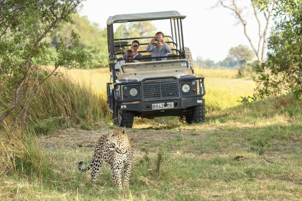 Observation d'un léopard en safari en 4x4 dans la région de Khwai
