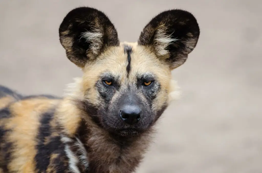 De face, vue sur un lycaon, un chien sauvage de la brousse