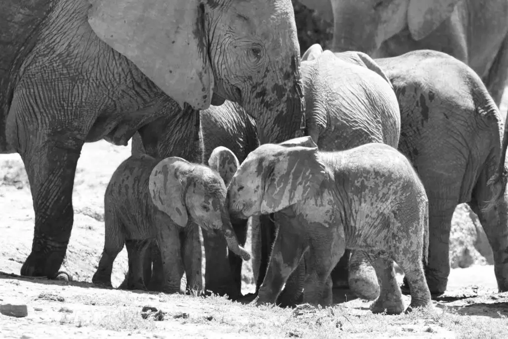 En noir et blanc, zoom sur quelques éléphants d'un troupeau