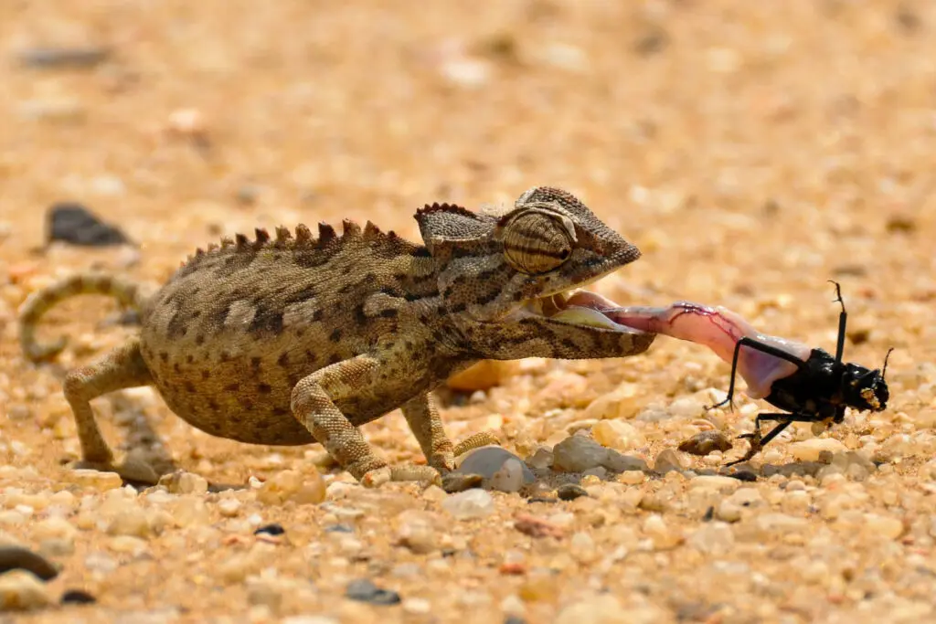 Sur le sable un caméléon attrape avec sa langue un insecte