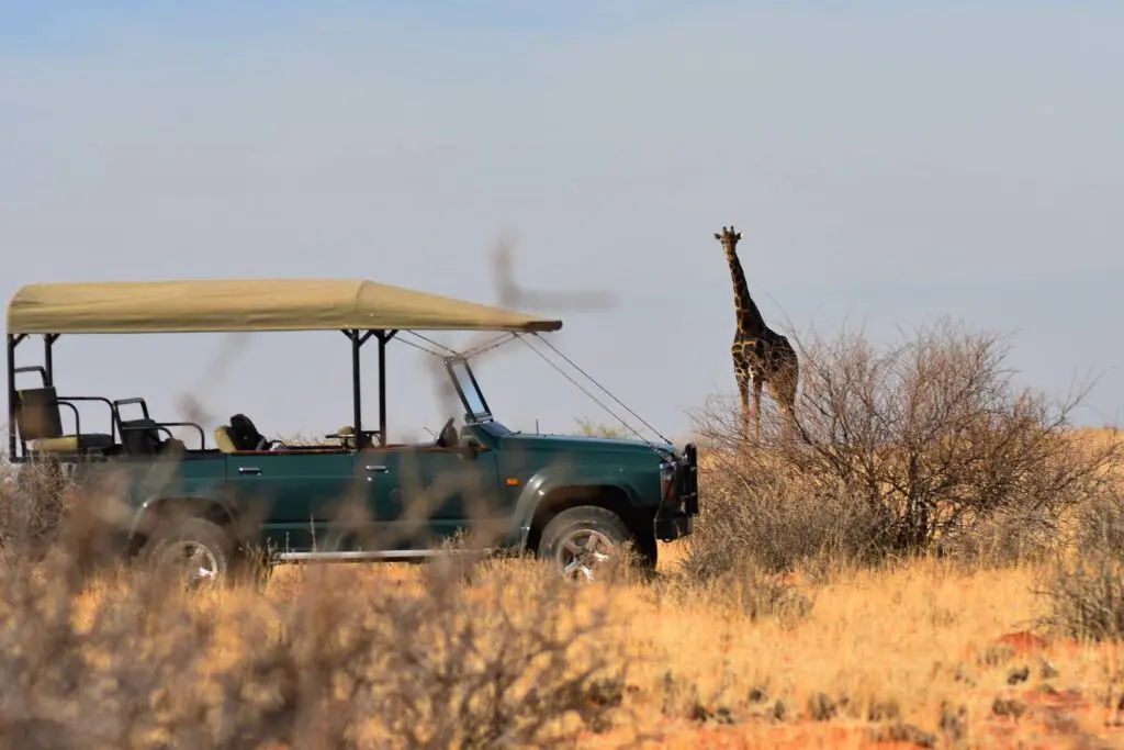 Une girafe observe un véhicule safari 4x4 à l'arrêt dans la brousse