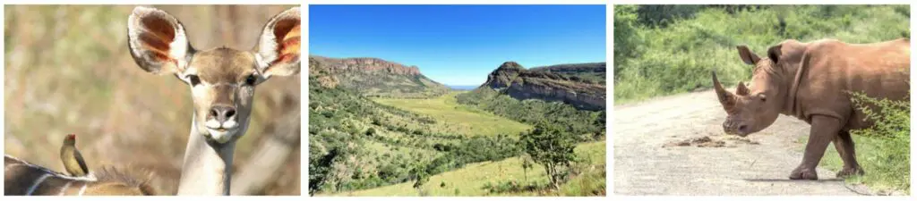 3 photos en ligne avec une antilope, un paysage vallonné et un rhino