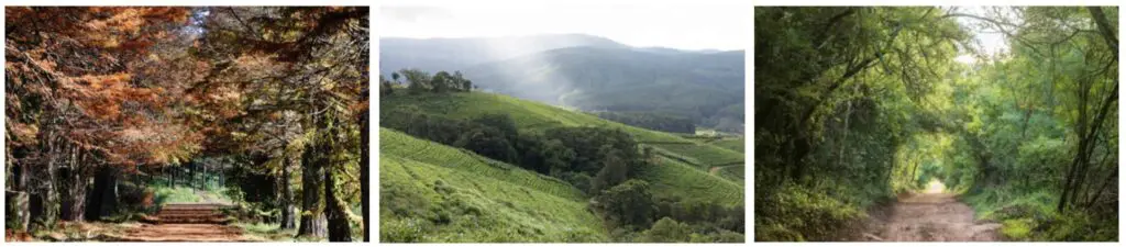 3 photos en ligne avec des paysages enchanteurs de forêt et vallées