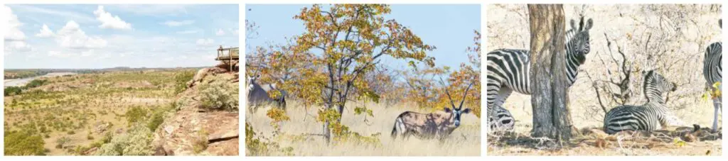 3 photos en ligne avec une vue brousse, une antilope et des zèbres