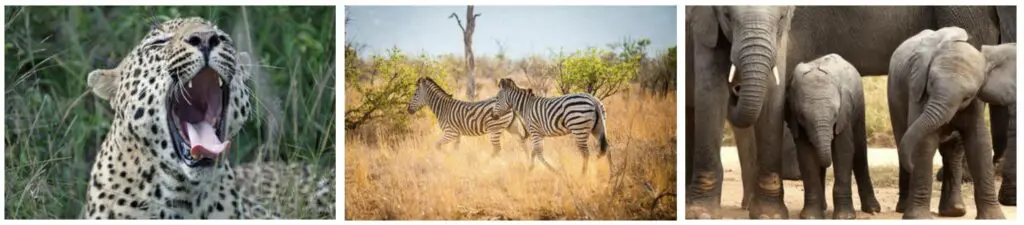 3 photos en ligne avec un léopard baillant, 2 zèbres puis éléphanteaux