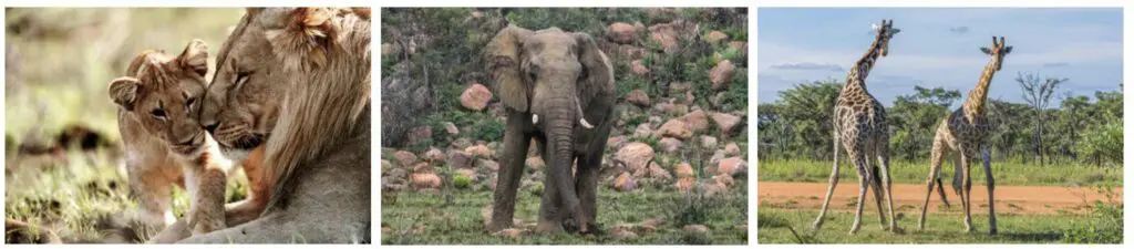 3 photos en ligne avec un lion et lionceau, un éléphant et 2 girafes