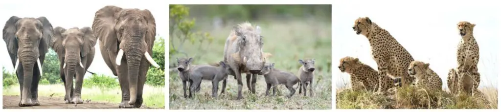 3 photos en ligne avec 3 éléphants, des phacochères et quatre guépards
