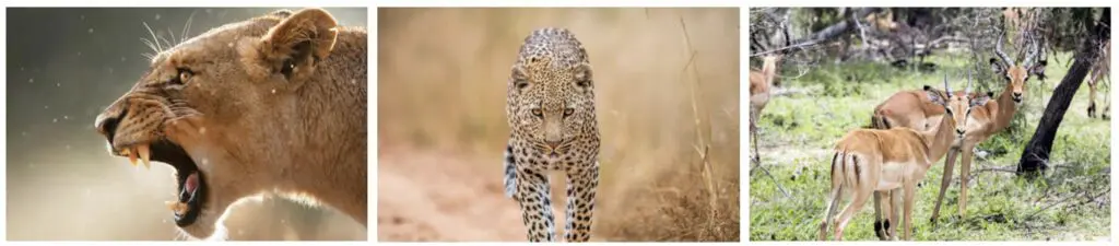 3 photos en ligne avec une lionne rugissant, un leopard et antilopes