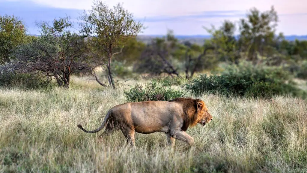 De profil, un lion évolue en brousse avec en fond un ciel chargé