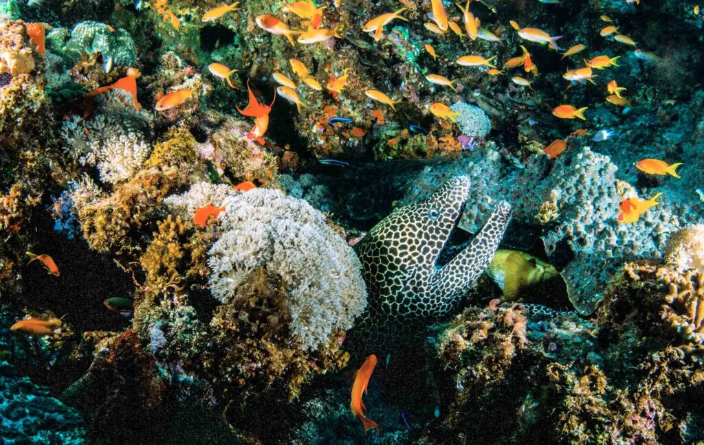 Poissons tropicaux et colorés sur un corail duquel dépasse une murène
