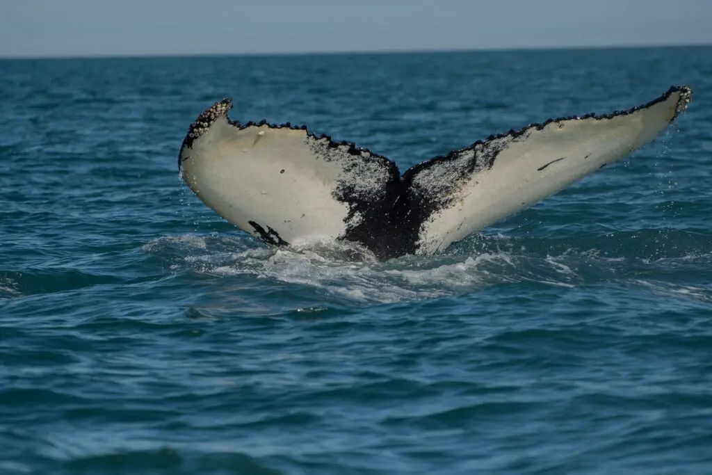 Queue d'une baleine dépassant de l'eau