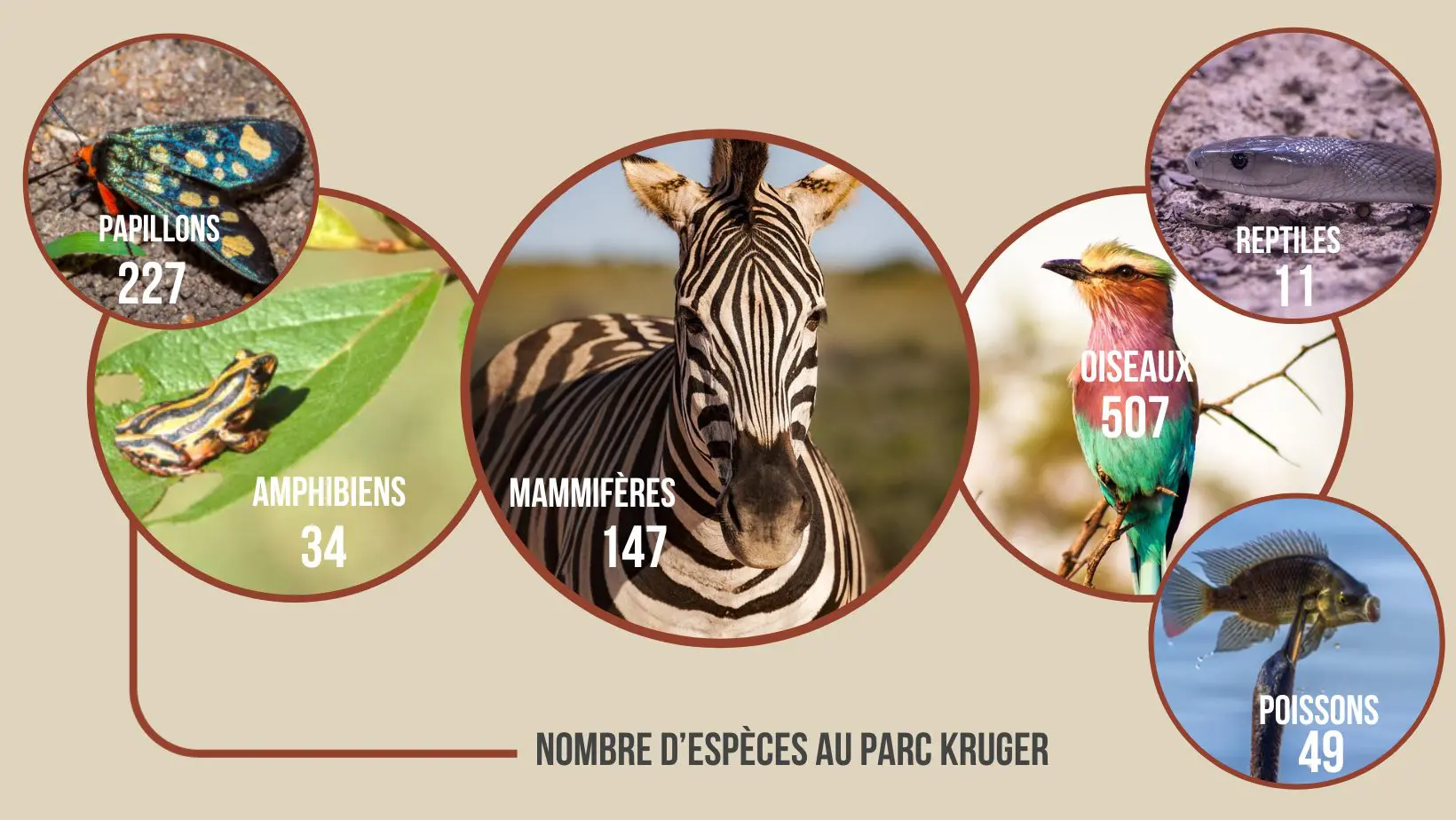 Visuel représentant la variété des espèces au Kruger avec leur nombre