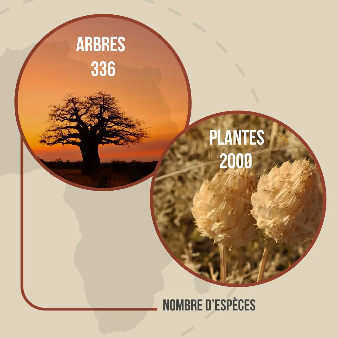 Visuel montrant le nombre d'espèces d'arbres et de plantes au Kruger