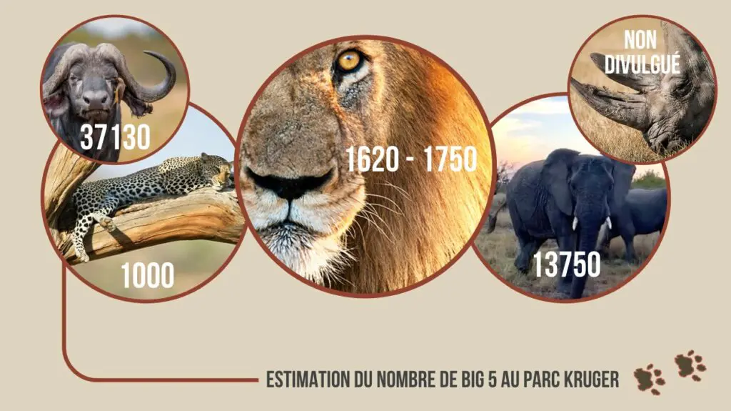 Visuel représentant le nombre de chaque big 5 au Kruger