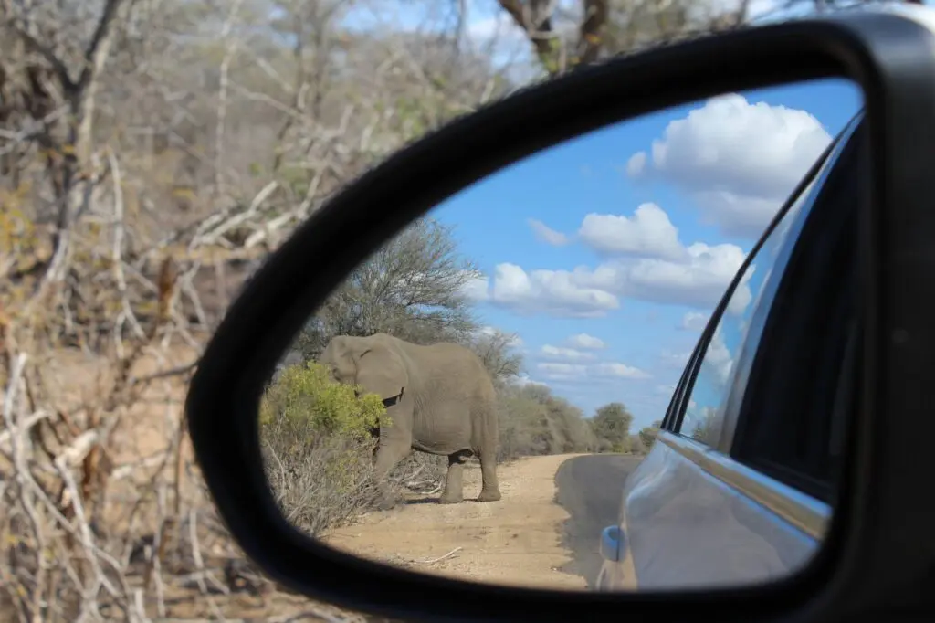 Zoom sur le rétroviseur dans lequel on voit un éléphant sur la piste