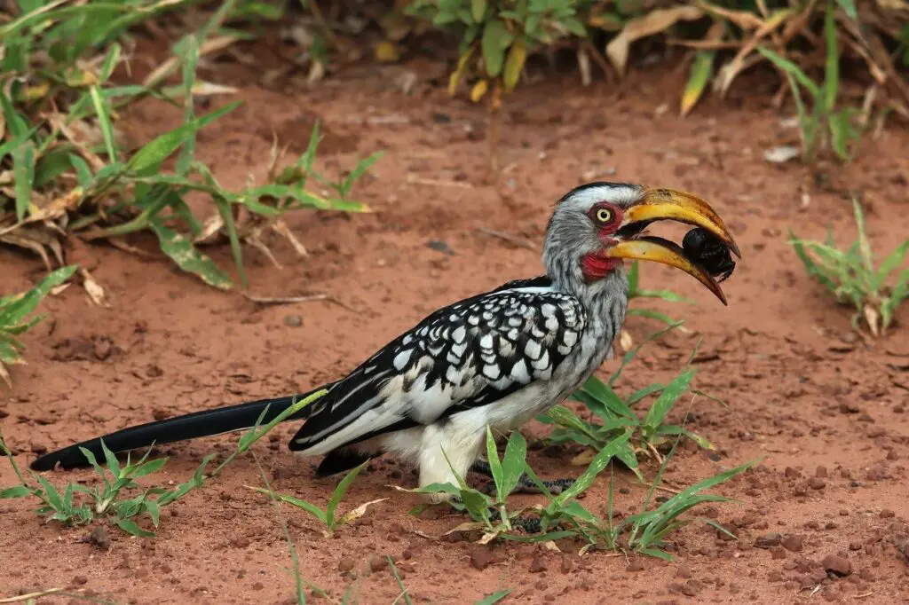 Au sol, vue sur un oiseau calao avec un insecte dans son bec