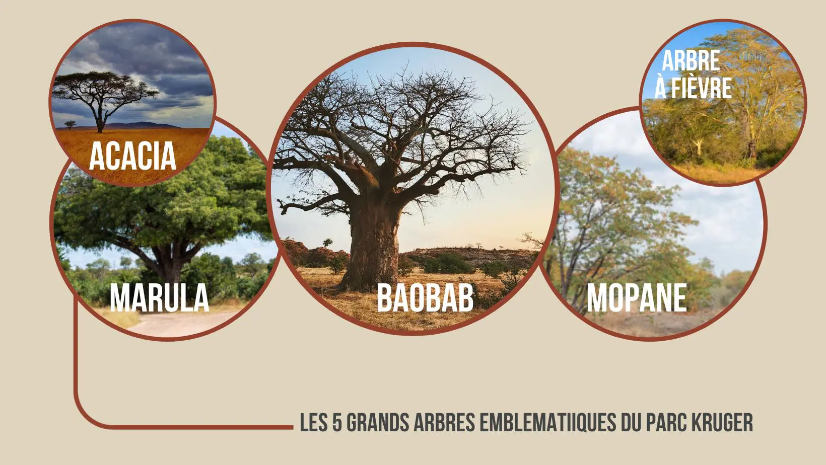 Visuel montrant les 5 grands arbres du parc Kruger
