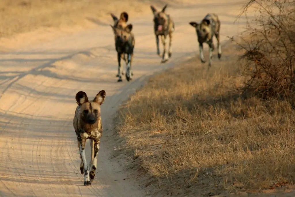 5 lycaons marchent sur une piste du Kruger avec une végétation sèche