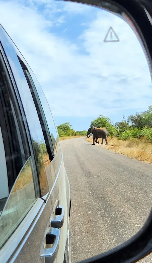 Depuis le miroir d'un rétroviseur, un éléphant traverse sur une route