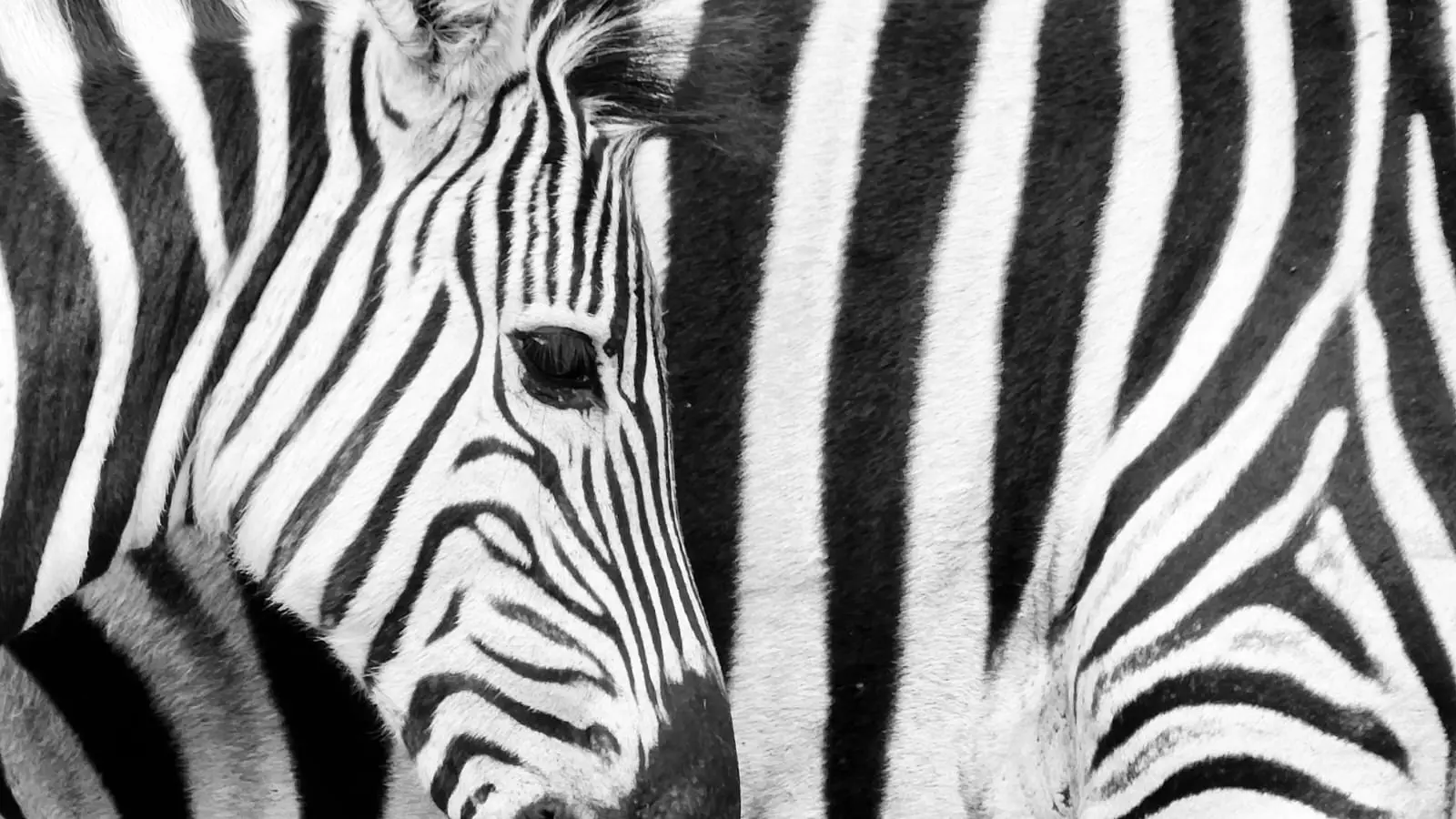 Zoom sur le visage d'un bébé zèbres devant les rayures de sa mère