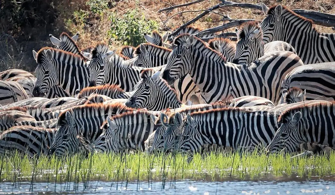 Zoom sur un troupeau de zèbres allant s'abreuver