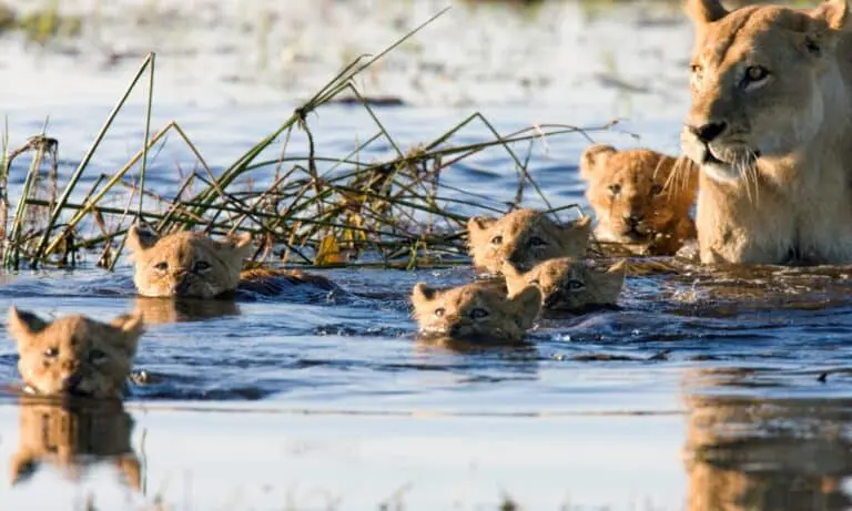 une lionne et ses lionceaux avançant dans les marécages du botswana