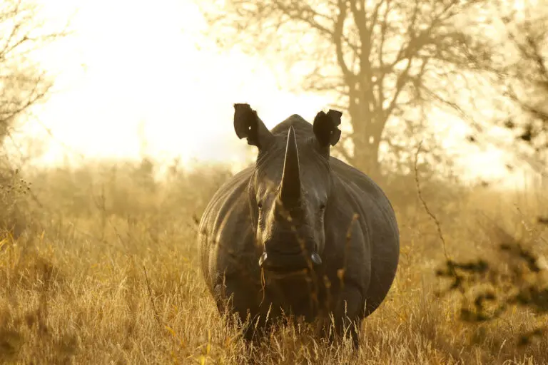 Rhinocéros blanc de face dans la brousse brumeuse d'Hluhluwe-iMfolozi