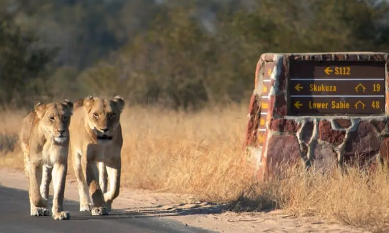 eux lionnes marchent sur une route près d'un panneau indiquant Skukuza et Lower Sabie dans le parc Kruger.