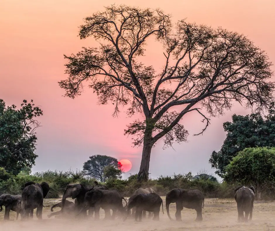 un troupeau d'éléphant en bas d'un arbre au coucher de soleil rose