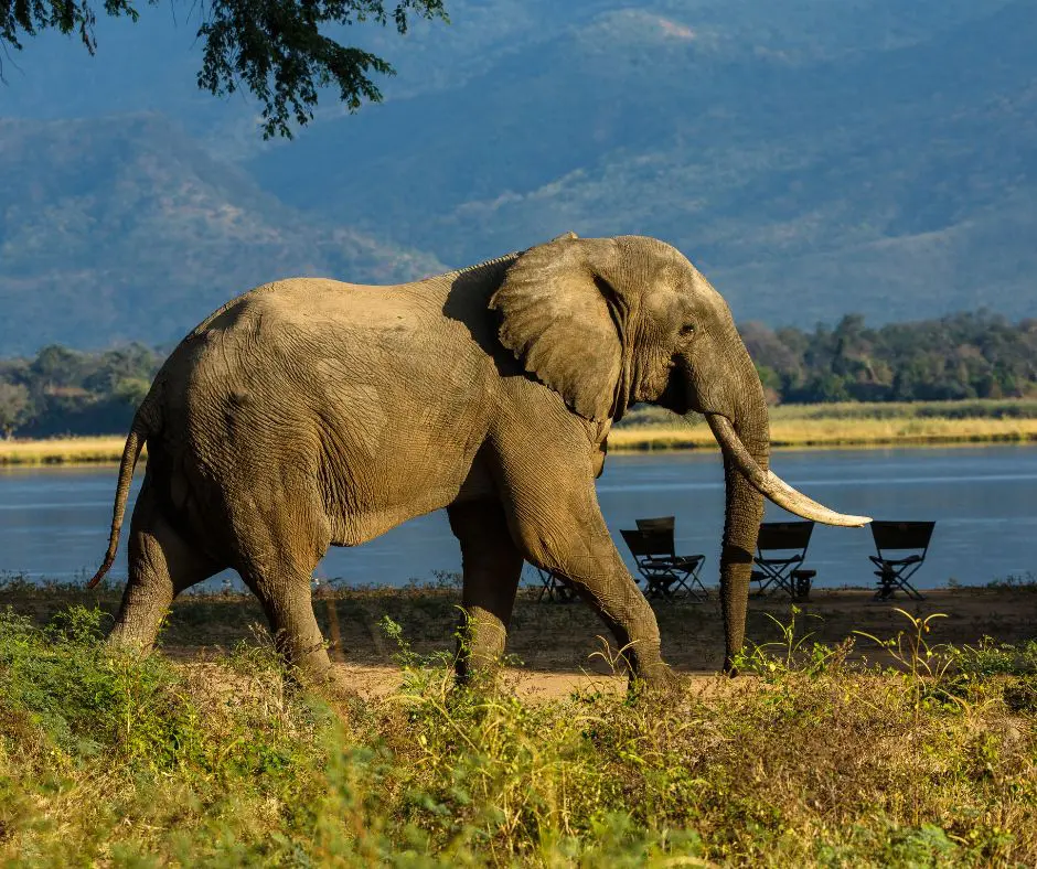 De profil un elephant marche avec en fond des paysages verdoyants