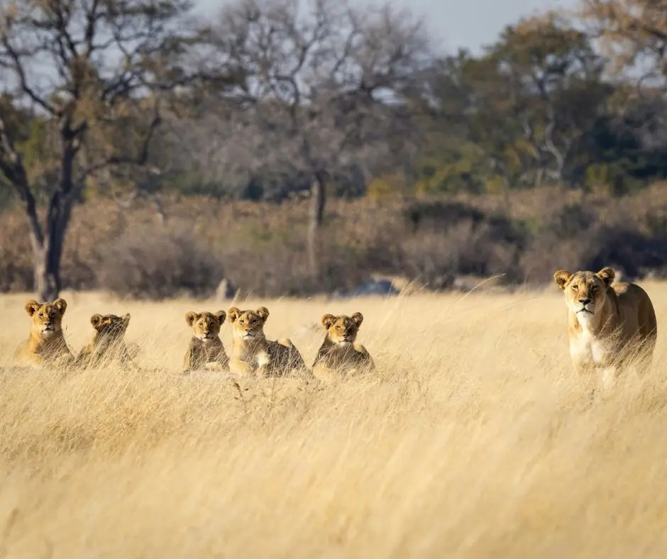 Une meute de 6 lionne cachées dans les herbes jaunes de la brousse