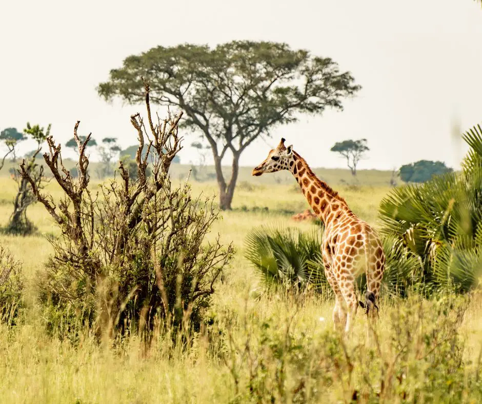 Une girafe évolue dans la savane sèche avec arbuste et arbres