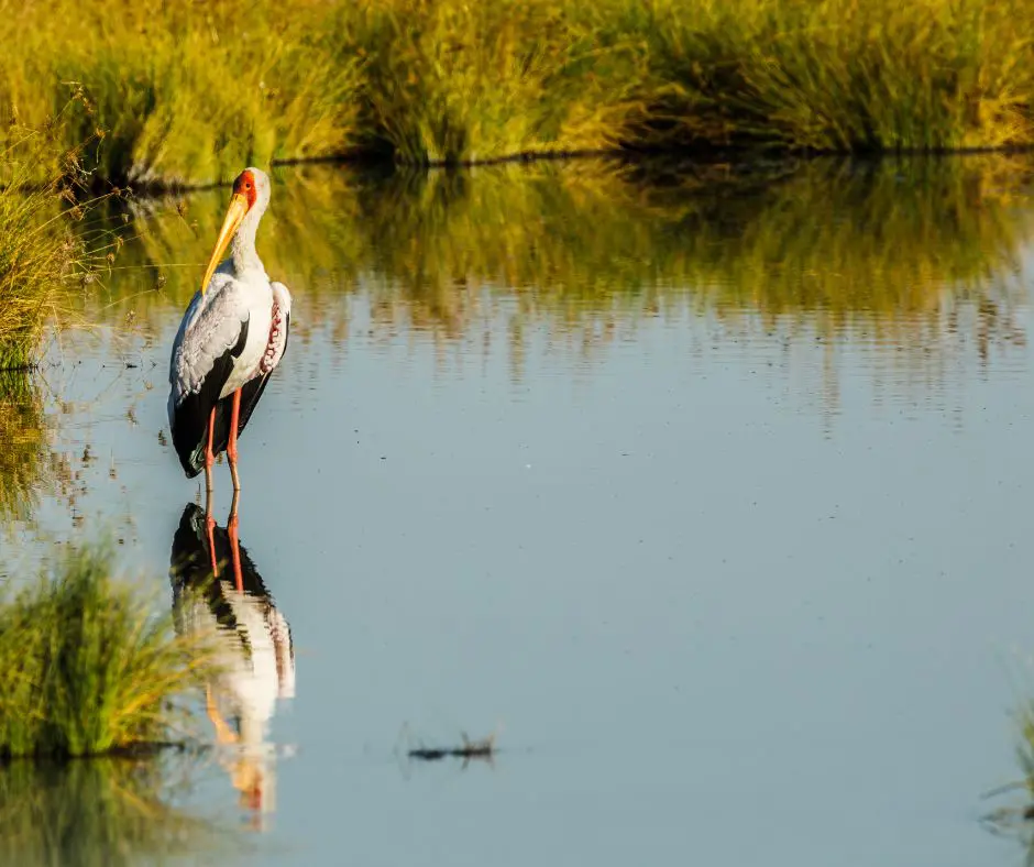 un oiseau cignogne les pieds dans l'eau