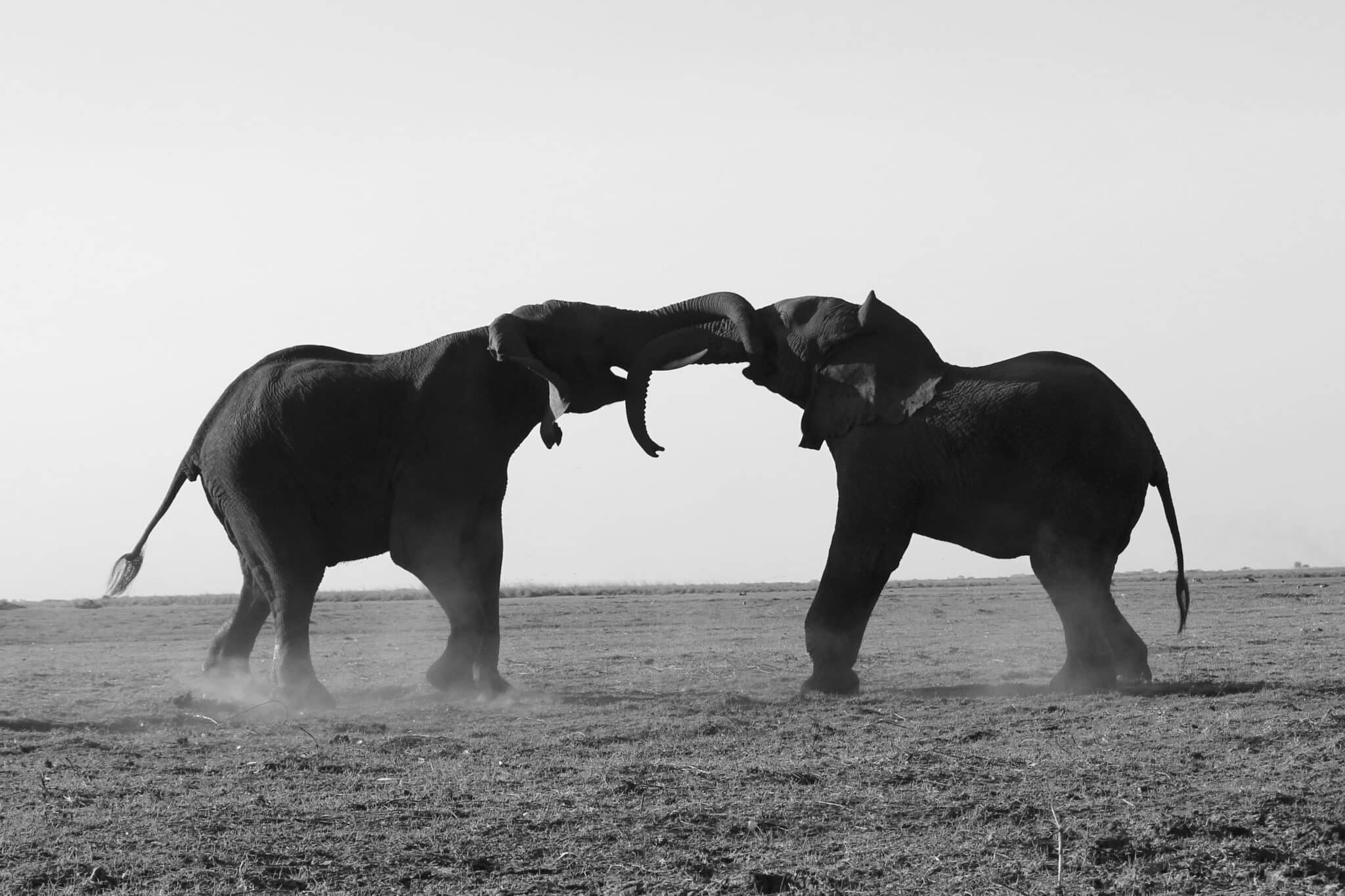 quand-partir-en-afrique-du-sud-pour-voir-animaux-faune-et-flore en noir et blanc, deux éléphants majestueux s'affrontent